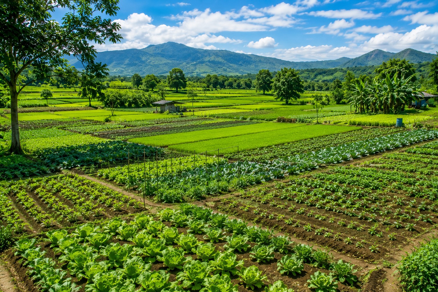 Farm Plots